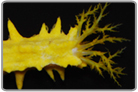 Yellow Sea Cucumber